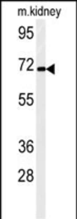 Invitrogen STRIP2 Polyclonal Antibody 400 &mu;L; Unconjugated:Antibodies,