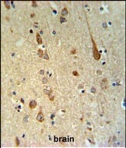 Invitrogen FAAH2 Polyclonal Antibody 400 &mu;L; Unconjugated:Antibodies,