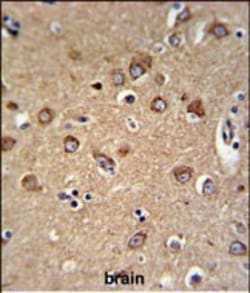 Invitrogen C12orf53 Polyclonal Antibody 400 &mu;L; Unconjugated:Antibodies,