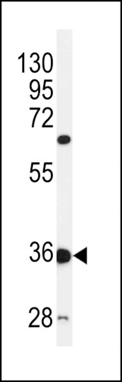 Invitrogen C12orf53 Polyclonal Antibody 400 &mu;L; Unconjugated:Antibodies,
