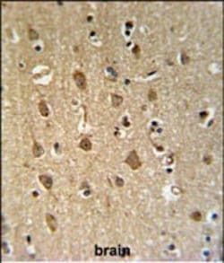 Invitrogen ENPP6 Polyclonal Antibody 400 &mu;L; Unconjugated:Antibodies,