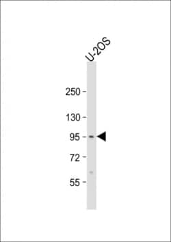 Invitrogen EPC2 Polyclonal Antibody 400 &mu;L; Unconjugated:Antibodies,