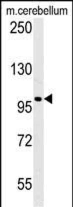Invitrogen EPC2 Polyclonal Antibody 400 &mu;L; Unconjugated:Antibodies,