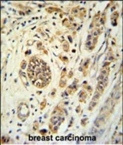 Invitrogen FBXL15 Polyclonal Antibody 400 μL; Unconjugated:Antibodies,