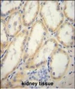 Invitrogen G6PC Polyclonal Antibody 400 &mu;L; Unconjugated:Antibodies,