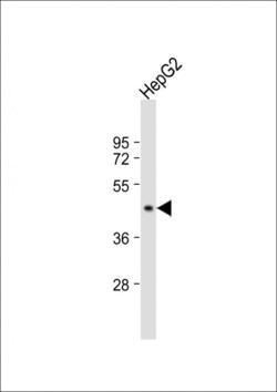 Invitrogen G6PC Polyclonal Antibody 400 &mu;L; Unconjugated:Antibodies,