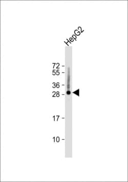 Invitrogen Histone H1.5 Polyclonal Antibody 400 &mu;L; Unconjugated:Antibodies,