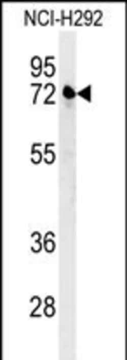 Invitrogen KLHL24 Polyclonal Antibody 400 μL; Unconjugated:Antibodies,