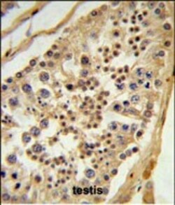 Invitrogen L1TD1 Polyclonal Antibody 400 &mu;L; Unconjugated:Antibodies,