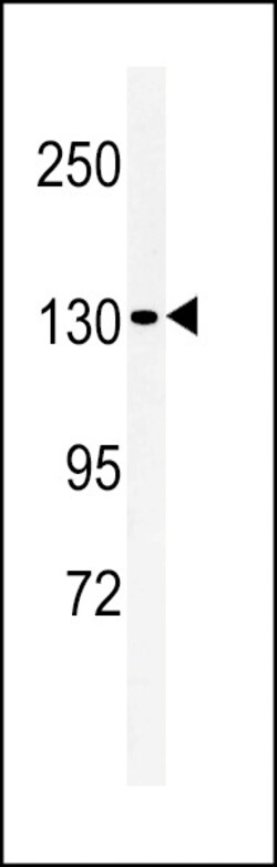 Invitrogen L1TD1 Polyclonal Antibody 400 &mu;L; Unconjugated:Antibodies,