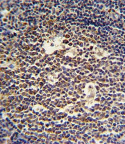 Invitrogen IL-4 Polyclonal Antibody 400 &mu;L; Unconjugated:Antibodies,