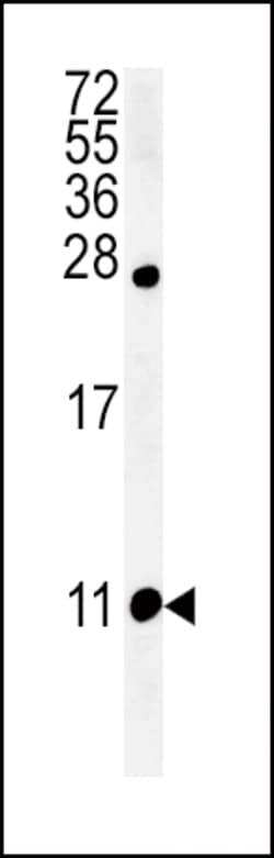 Invitrogen NPFF Polyclonal Antibody 400 &mu;L; Unconjugated:Antibodies,