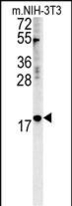 Invitrogen NPM3 Polyclonal Antibody 400 &mu;L; Unconjugated:Antibodies,