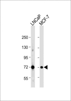 Invitrogen DLAT Polyclonal Antibody 400 &mu;L; Unconjugated:Antibodies,