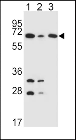 Invitrogen DLAT Polyclonal Antibody 400 &mu;L; Unconjugated:Antibodies,