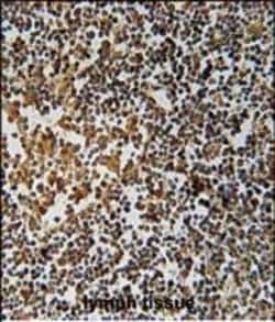 Invitrogen PYHIN1 Polyclonal Antibody 400 &mu;L; Unconjugated:Antibodies,