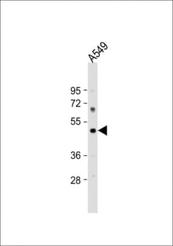 Invitrogen PTAFR Polyclonal Antibody 400 &mu;L; Unconjugated:Antibodies,