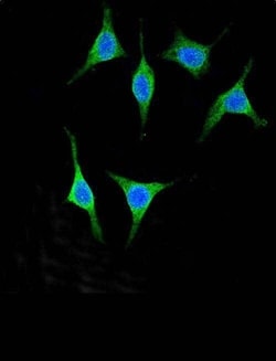 Invitrogen Pancreatic Amylase Polyclonal Antibody 400 &mu;L; Unconjugated:Antibodies,