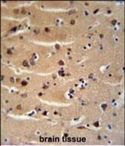 Invitrogen AXIN2 Polyclonal Antibody 400 &mu;L; Unconjugated:Antibodies,
