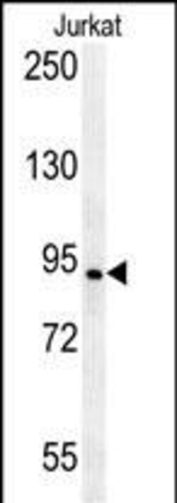 Invitrogen AXIN2 Polyclonal Antibody 400 &mu;L; Unconjugated:Antibodies,