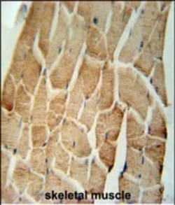 CRLS1 Polyclonal Antibody 400 &mu;L | Buy Online | Invitrogen | Fisher Scientific