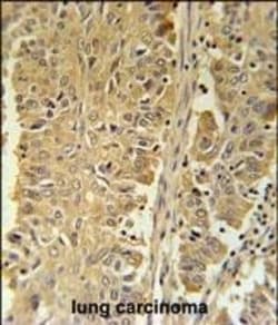 Invitrogen PGD Polyclonal Antibody 400 &mu;L; Unconjugated:Antibodies,