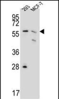 Invitrogen PGD Polyclonal Antibody 400 &mu;L; Unconjugated:Antibodies,