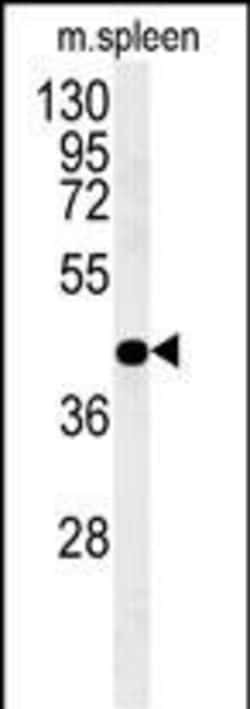 Invitrogen PGD Polyclonal Antibody 400 &mu;L; Unconjugated:Antibodies,