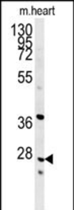 Invitrogen INMT Polyclonal Antibody 400 &mu;L; Unconjugated:Antibodies,