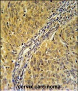 Invitrogen DYNC1LI2 Polyclonal Antibody 400 &mu;L; Unconjugated:Antibodies,