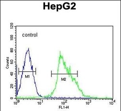 USP17 Polyclonal Antibody:Antibodies, Polyclonal