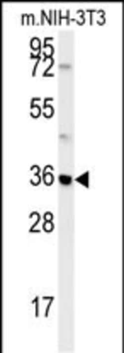 Invitrogen MTCH2 Polyclonal Antibody 400 &mu;L; Unconjugated:Antibodies,
