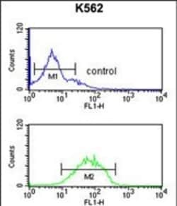 Invitrogen HHAT Polyclonal Antibody 400 &mu;L; Unconjugated:Antibodies,