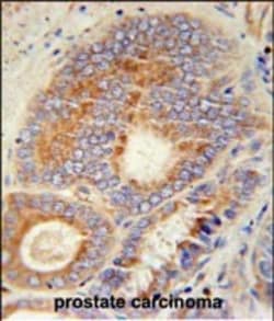 Invitrogen HHAT Polyclonal Antibody 400 &mu;L; Unconjugated:Antibodies,