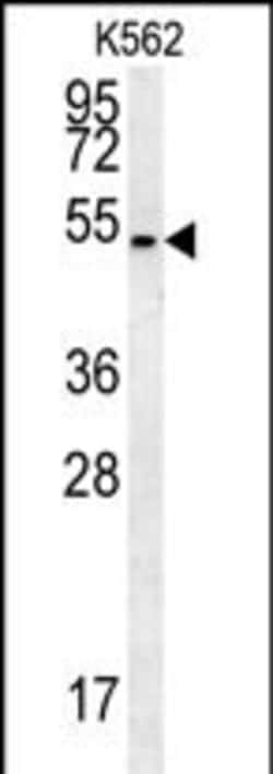 Invitrogen HHAT Polyclonal Antibody 400 &mu;L; Unconjugated:Antibodies,