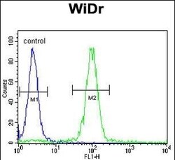 Invitrogen MEIS2 Polyclonal Antibody 400 &mu;L; Unconjugated:Antibodies,