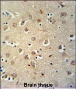 Invitrogen MEIS2 Polyclonal Antibody 400 &mu;L; Unconjugated:Antibodies,