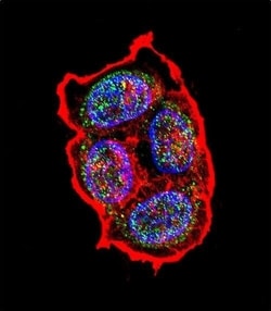 Invitrogen AVP Polyclonal Antibody 400 &mu;L | Buy Online | Invitrogen&trade; | Fisher Scientific