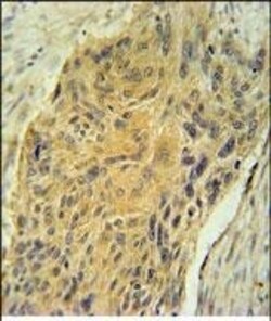 Invitrogen AVP Polyclonal Antibody 400 &mu;L | Buy Online | Invitrogen&trade; | Fisher Scientific
