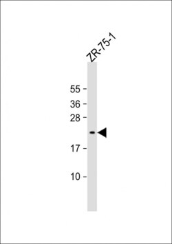 Invitrogen AVP Polyclonal Antibody 400 &mu;L | Buy Online | Invitrogen&trade; | Fisher Scientific