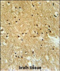 Invitrogen Importin 9 Polyclonal Antibody 400 &mu;L; Unconjugated:Antibodies,