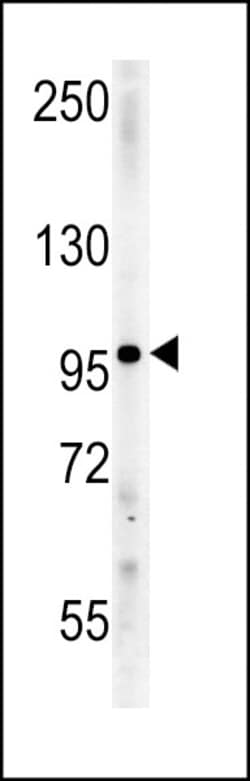 Invitrogen Importin 9 Polyclonal Antibody 400 &mu;L; Unconjugated:Antibodies,