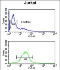 Invitrogen TAF1D Polyclonal Antibody 400 μL; Unconjugated:Antibodies,
