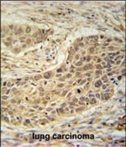 Invitrogen TAF1D Polyclonal Antibody 400 μL; Unconjugated:Antibodies,