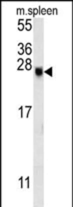 Invitrogen EID2 Polyclonal Antibody 400 &mu;L; Unconjugated:Antibodies,