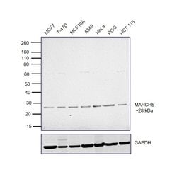 Invitrogen MARCH5 Polyclonal Antibody 400 &mu;L; Unconjugated:Antibodies,