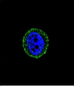 Invitrogen Calcitonin Receptor Polyclonal Antibody 400 μL; Unconjugated:Antibodies,