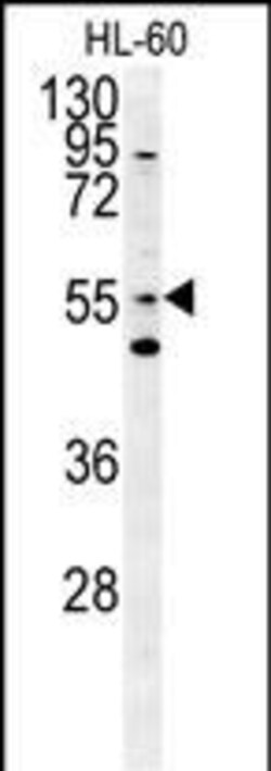 Invitrogen LMAN1L Polyclonal Antibody 400 &mu;L; Unconjugated:Antibodies,