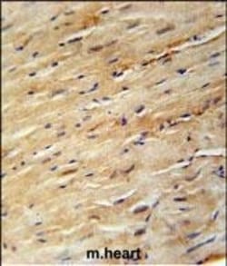 Invitrogen KIF24 Polyclonal Antibody 400 &mu;L; Unconjugated:Antibodies,