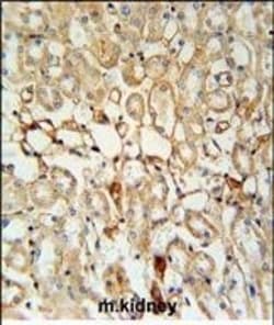 Invitrogen KCNV1 Polyclonal Antibody 400 &mu;L; Unconjugated:Antibodies,
